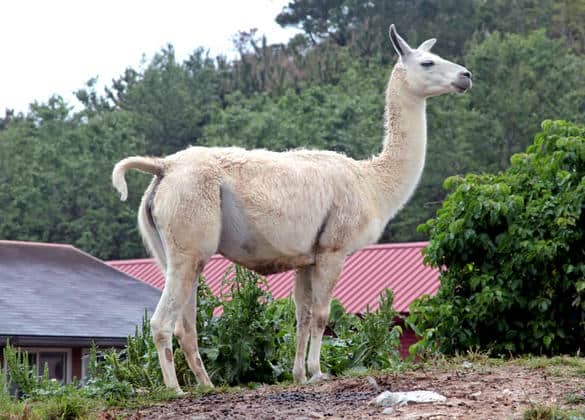 動物図鑑・ラマ